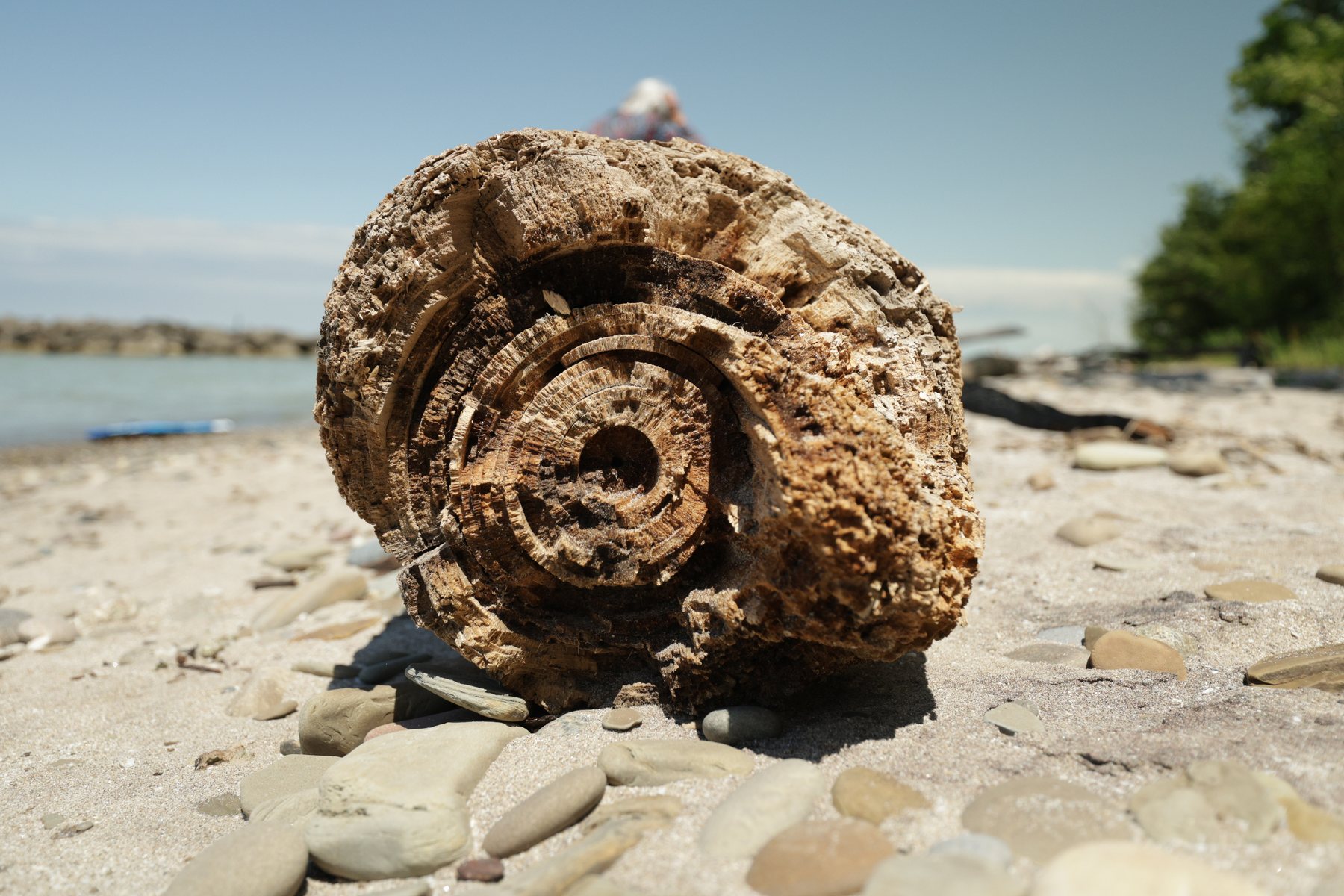 Textural driftwood detail on a rocky beach.