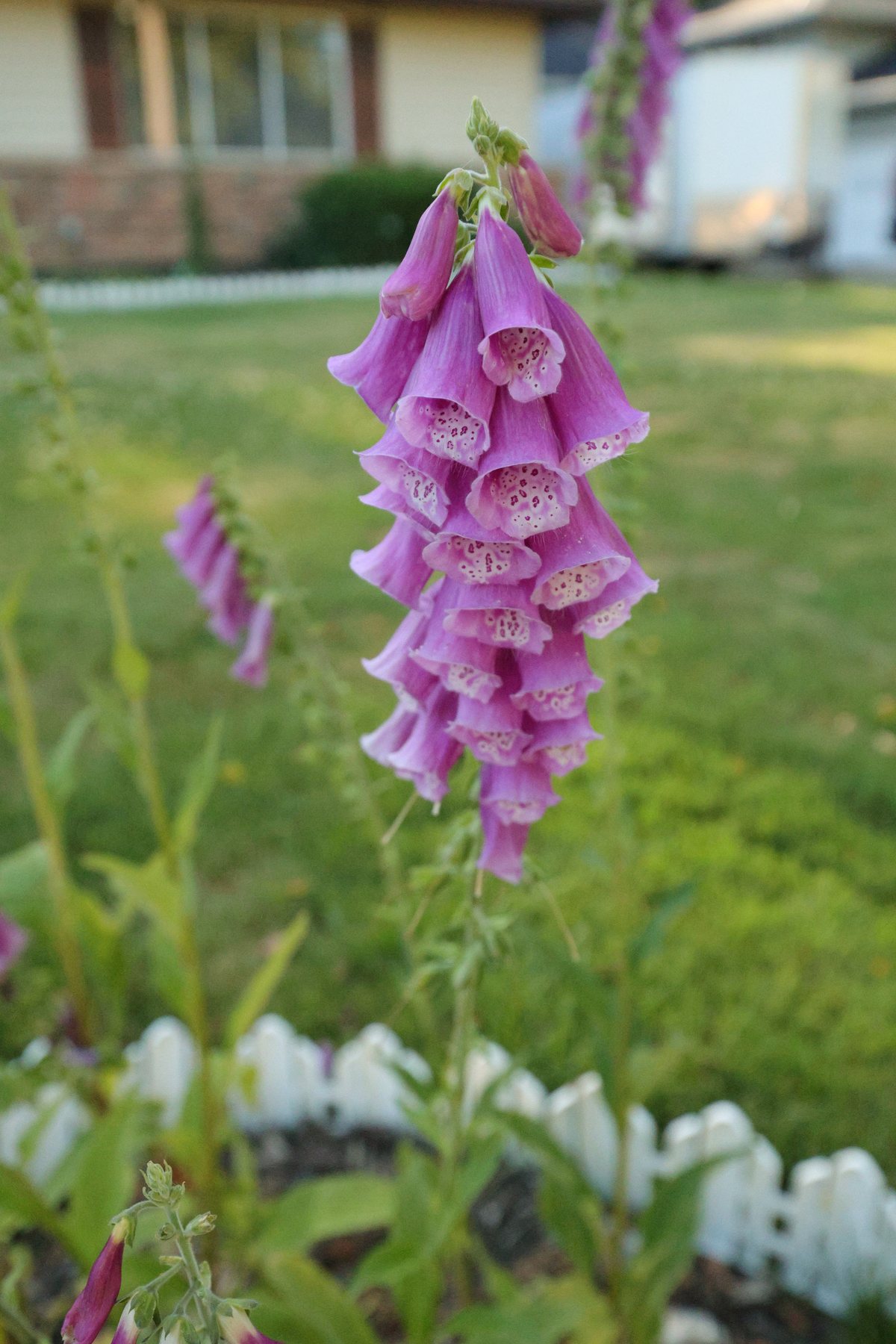 Purple garden flower in a shallow-focus portrait crop.