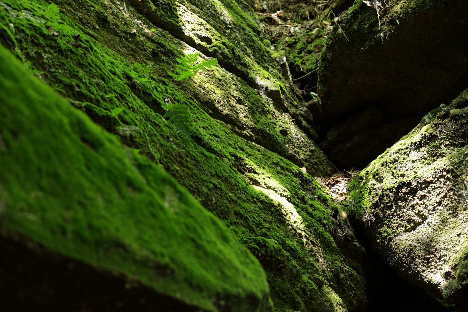 Moss-covered rock detail in dramatic light.