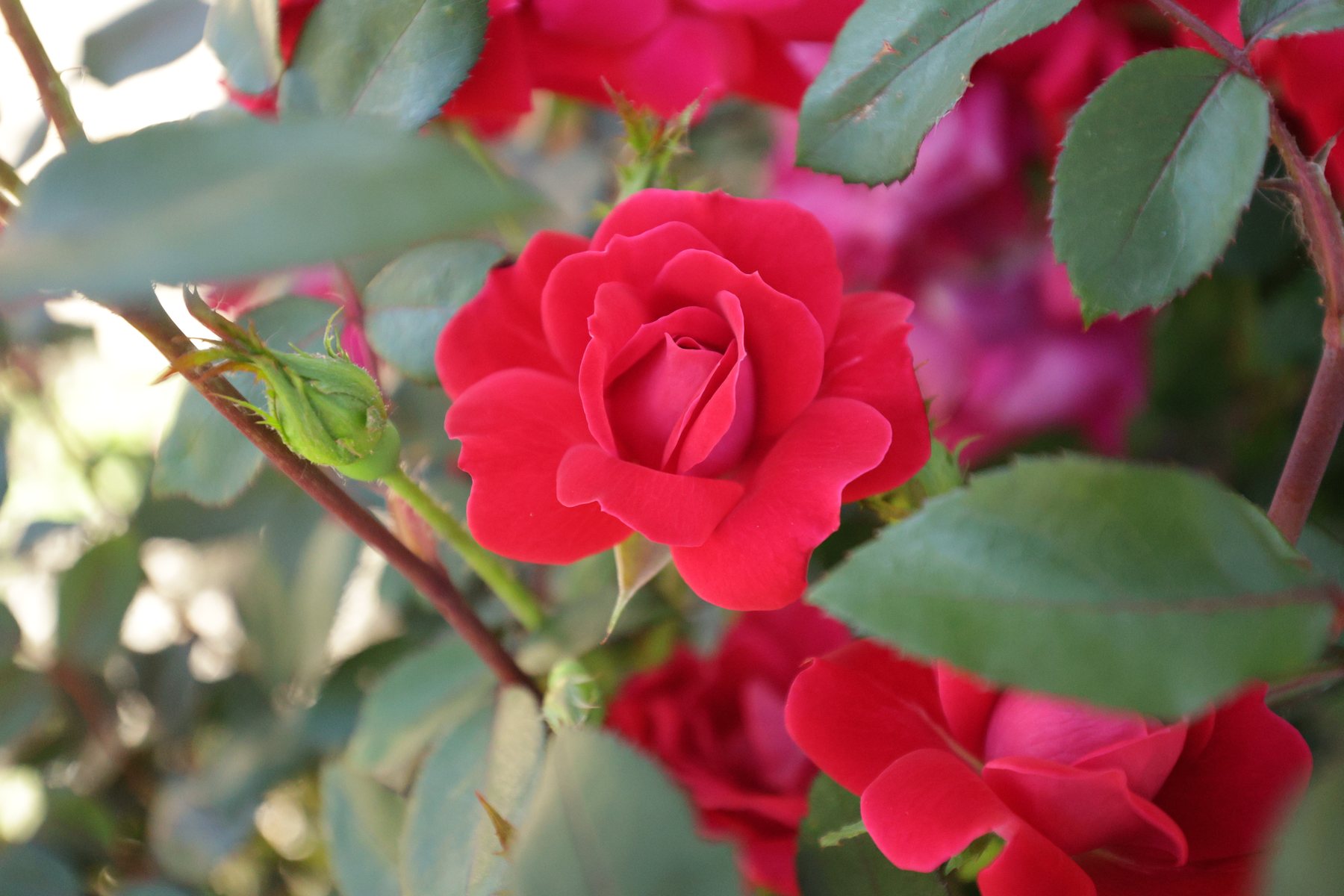 Close floral detail in bright color.
