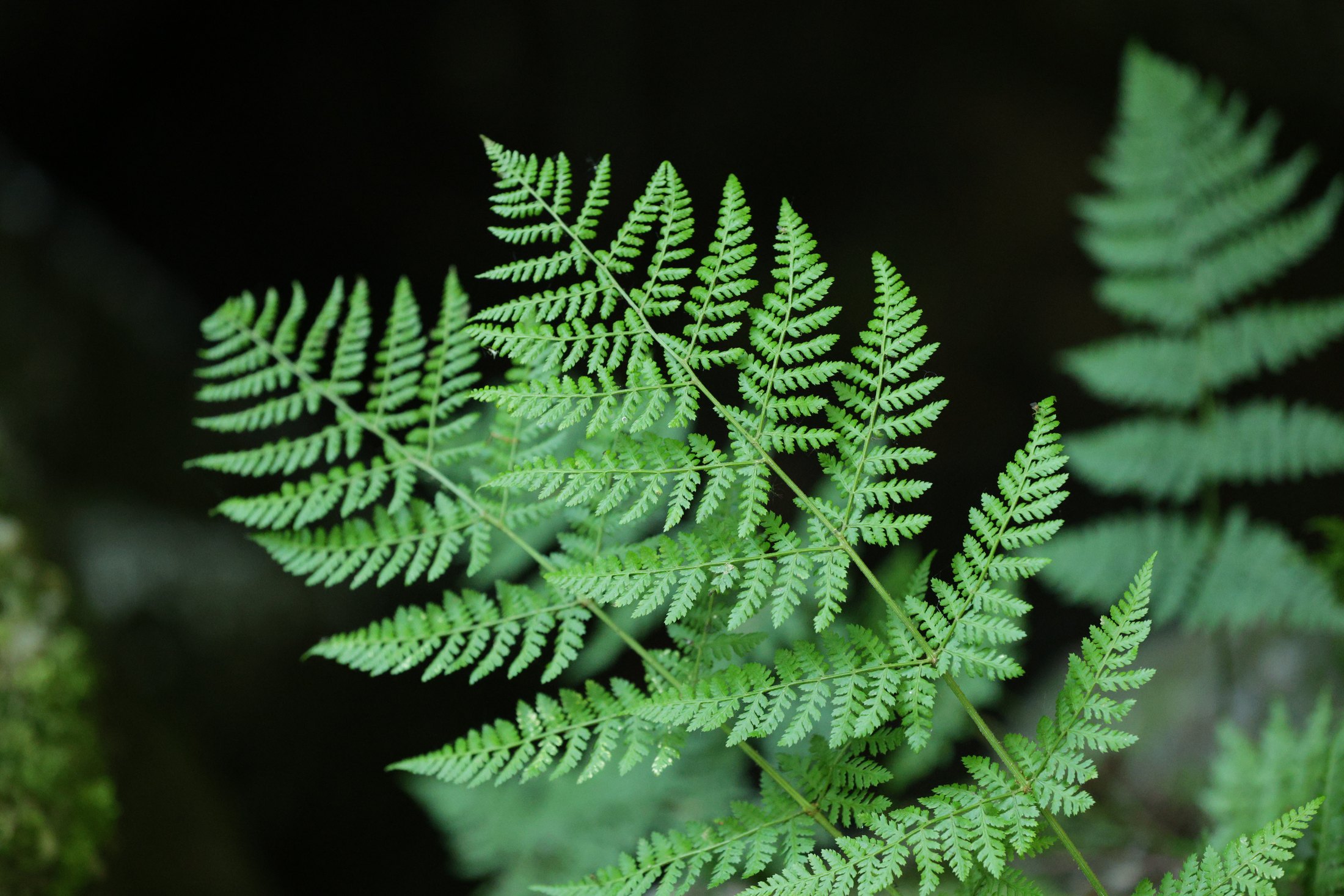 Fern leaves in soft natural light.