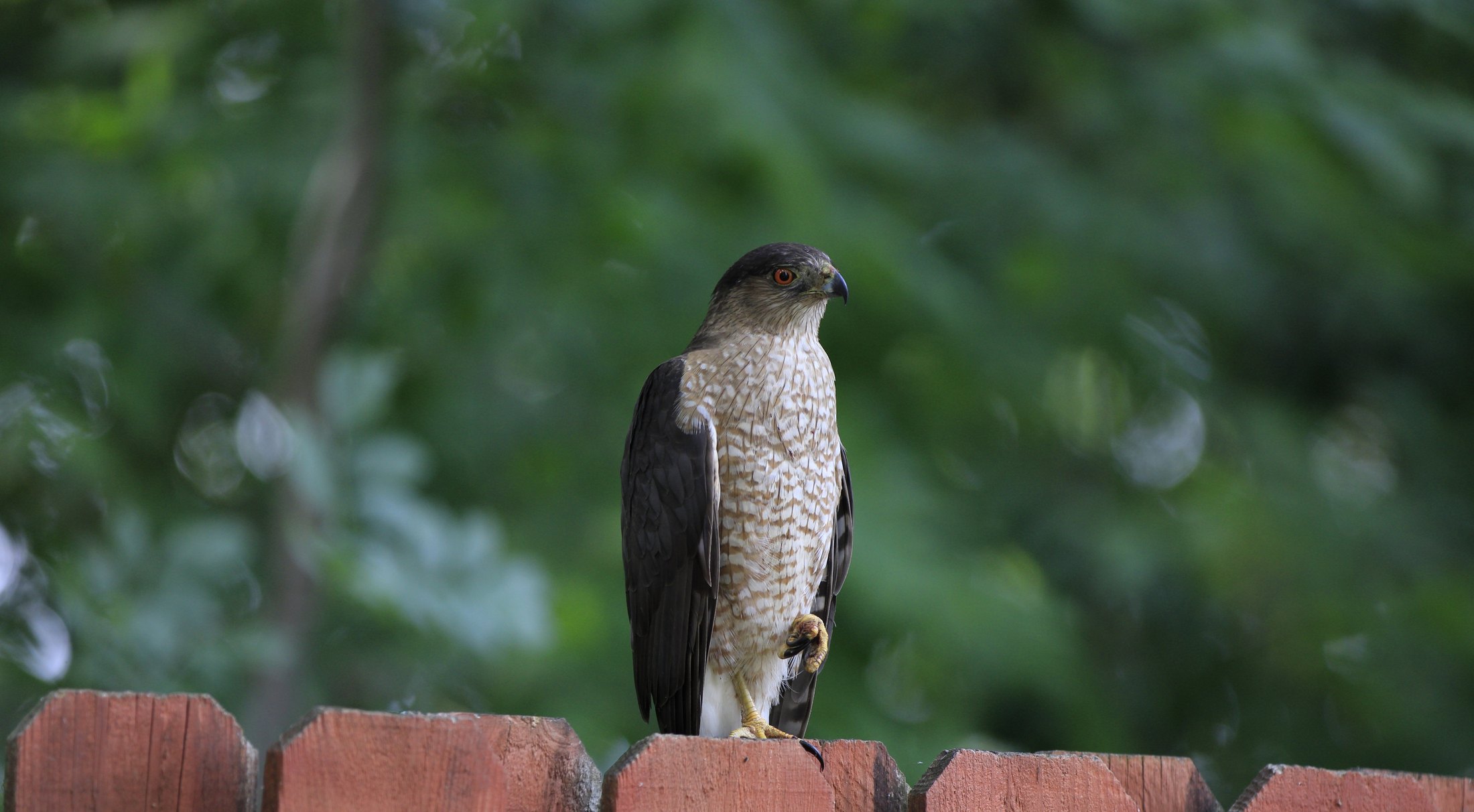 Hawk perched on a fence.