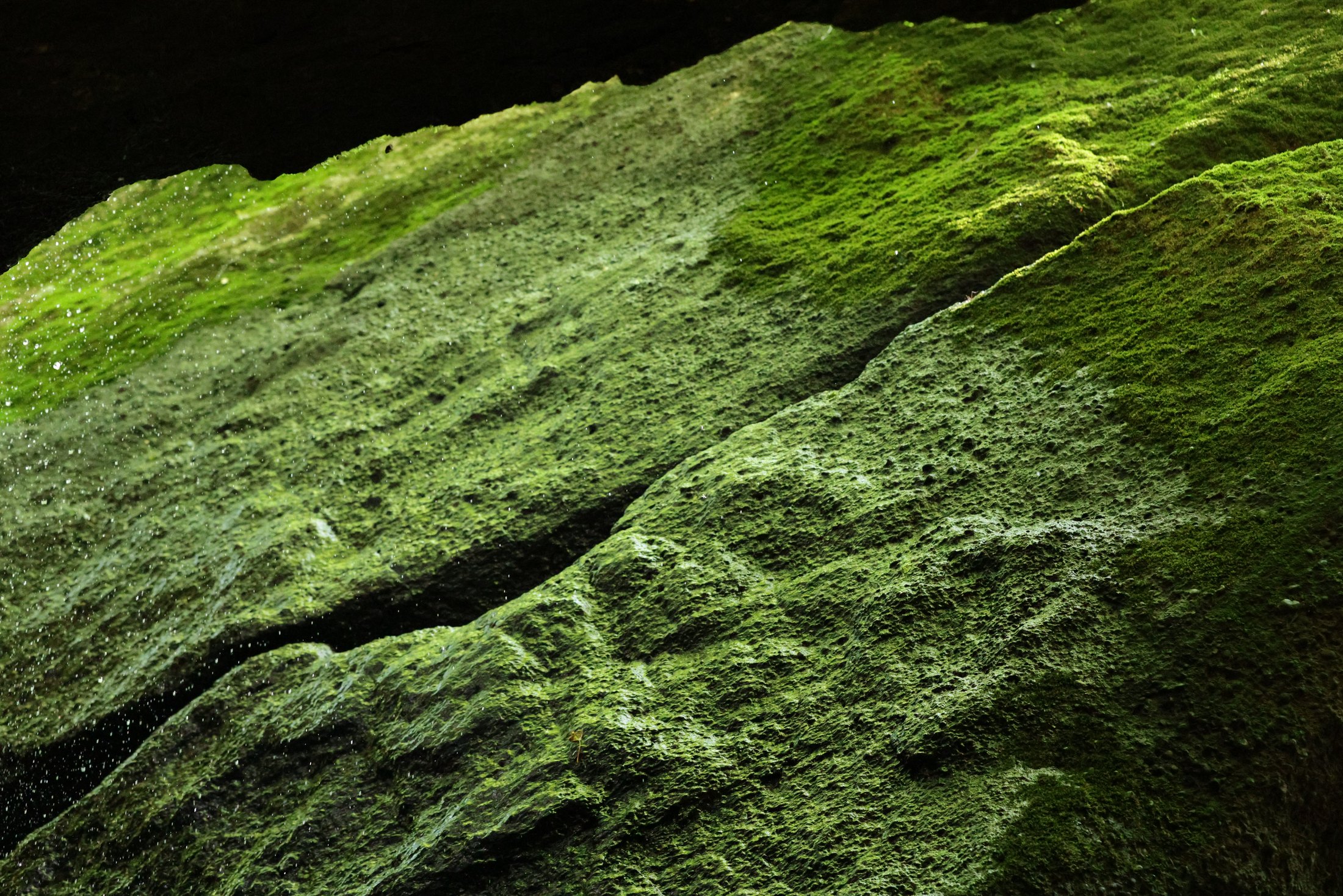 Green moss texture across rock.