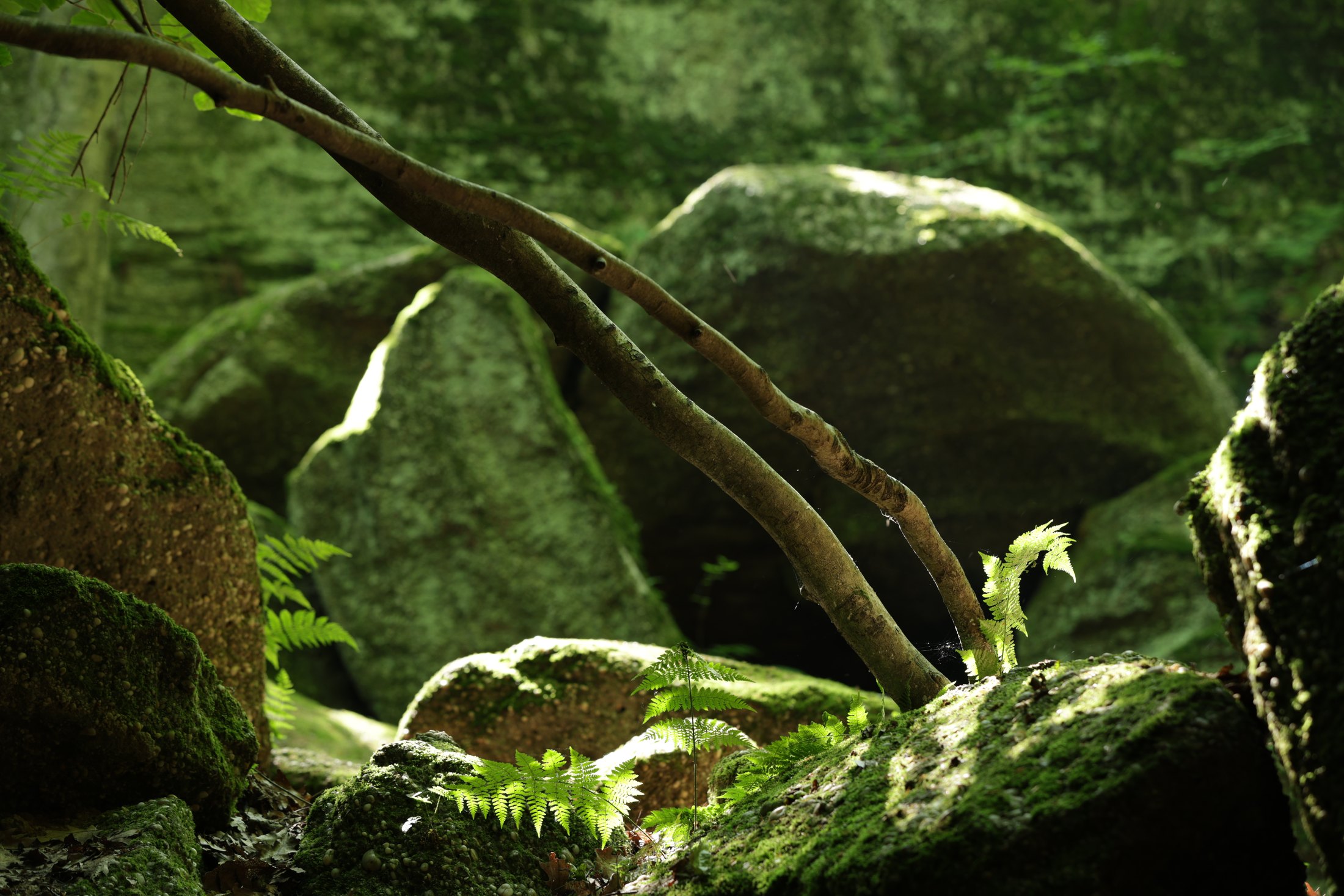Sunlit rock and forest detail.