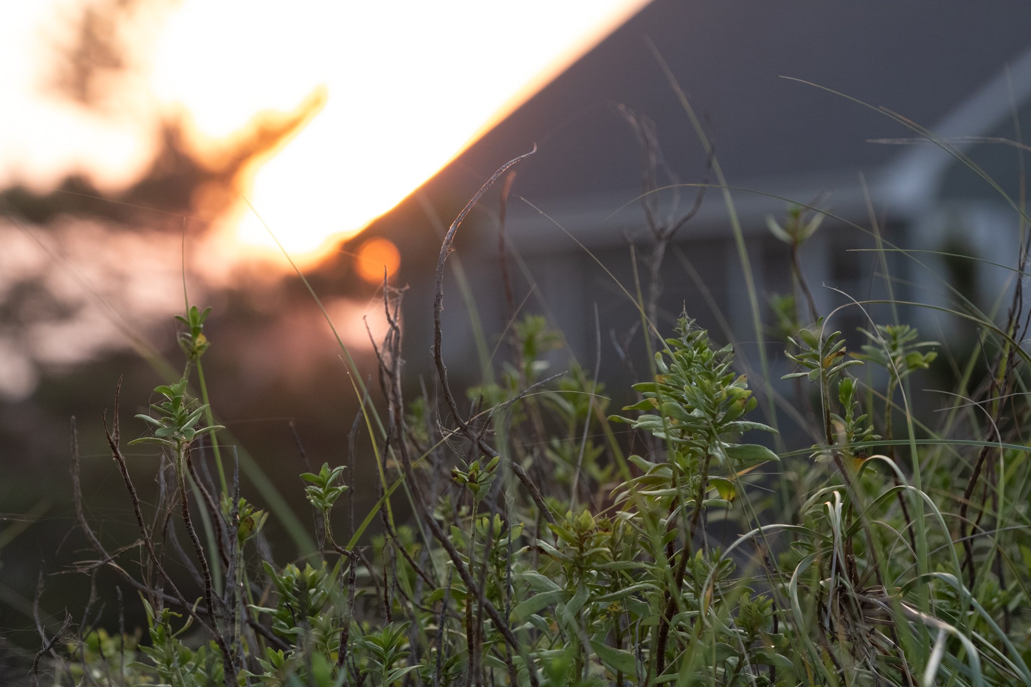 Low sunset light through grass.